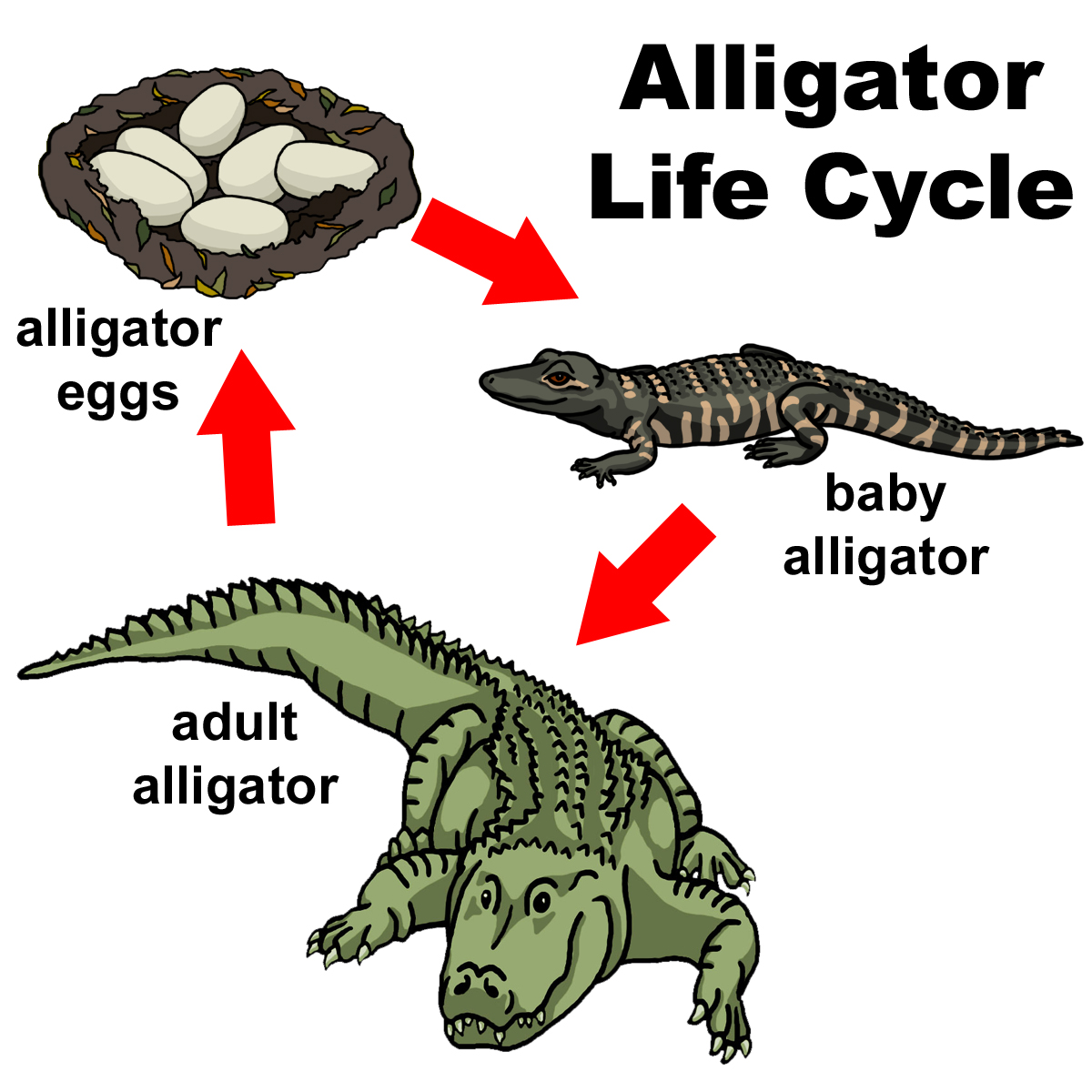 Стадия развития ящерицы. Жизненный цикл пресмыкающихся схема. Модель развития крокодила 3 класс. Размножение пресмыкающихся рептилий крокодил. Стадии развития крокодила.